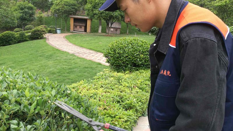屋顶绿化植物价格之谜：揭秘一平米成本构成