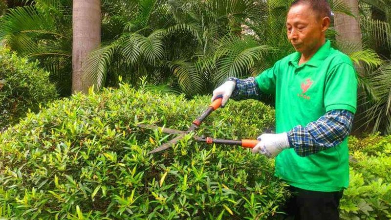 草坪验收标准规范：如何确保绿化工程品质