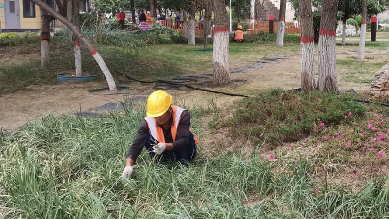 广州绿植租赁：如何选择合适的方案与报价**