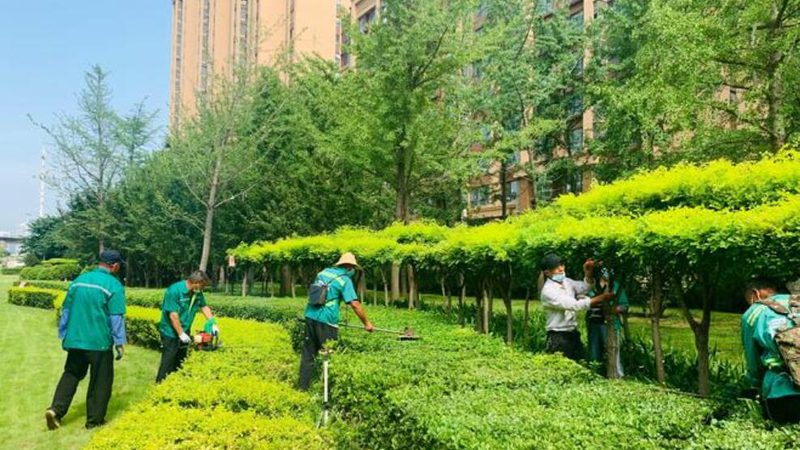 花卉租摆与买断：两种绿化方案的选择与考量